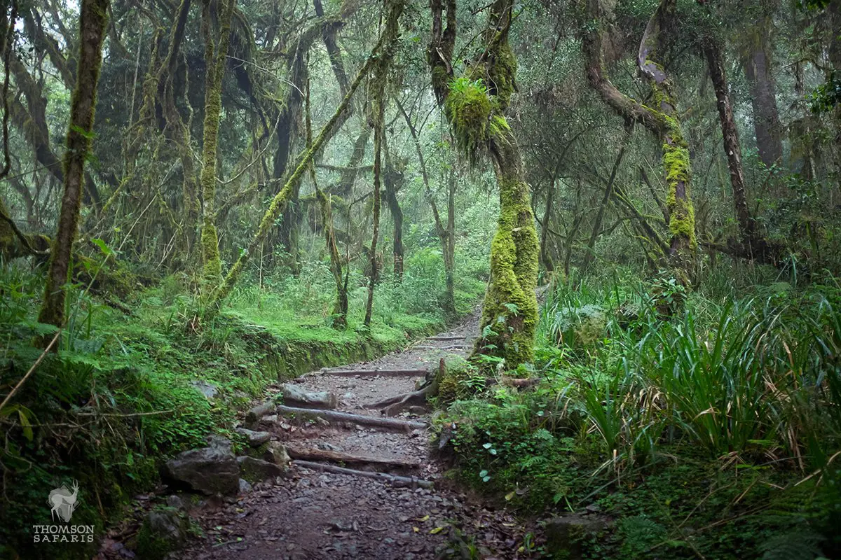 Under the Canopy: Exploring Tanzania’s Rainforests and Their Unique Ecosystems 1 kilimanjaro rainforest