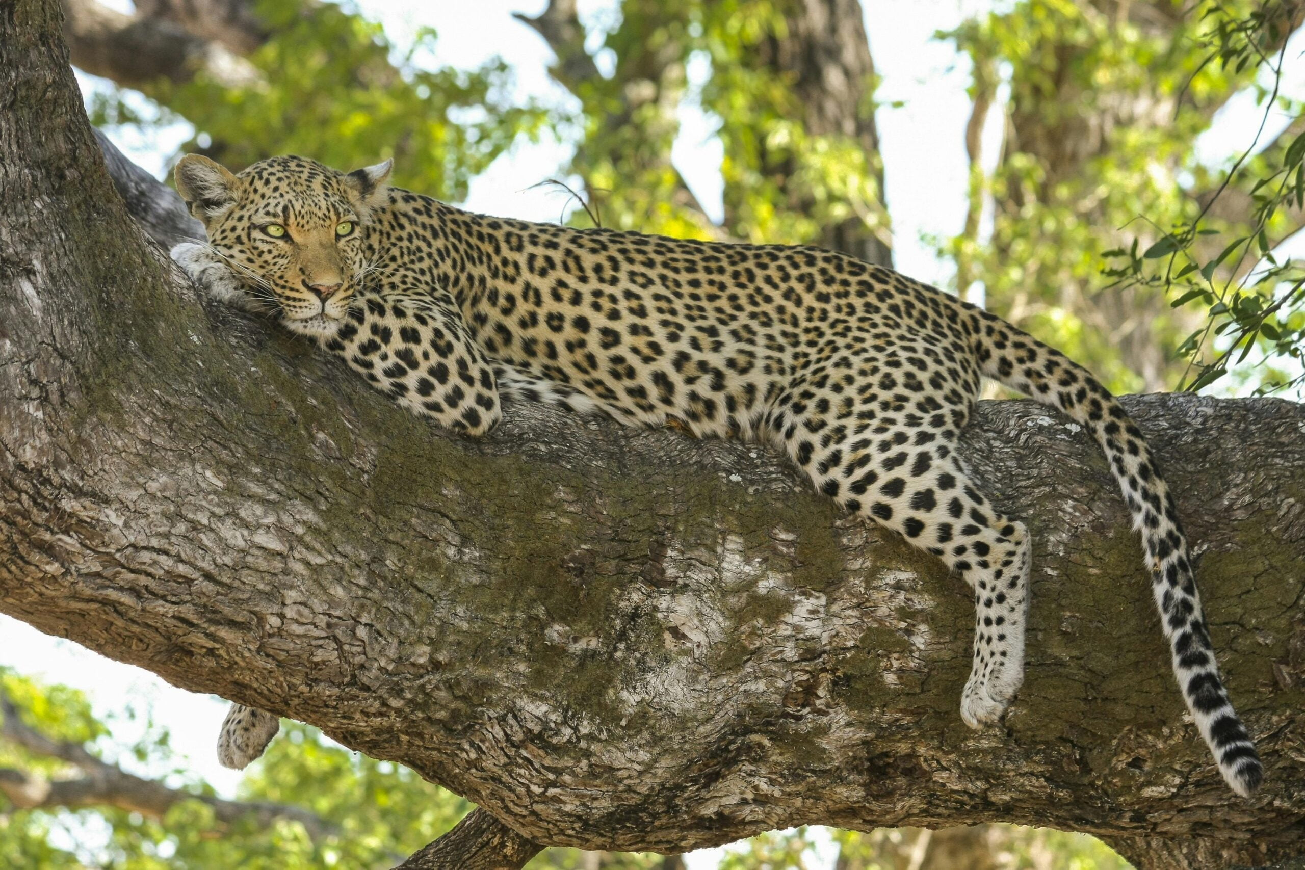 Cheetah Lying on Tree Branch during Day Time