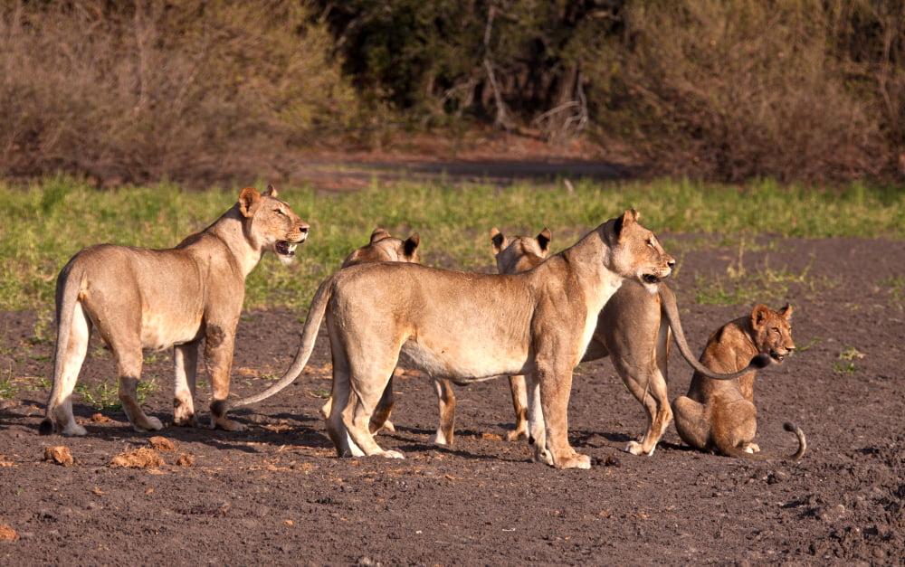 Discover Nyerere National Park (Formerly Selous): Tanzania’s Premier Wilderness Escape 2 lions tanzania selous