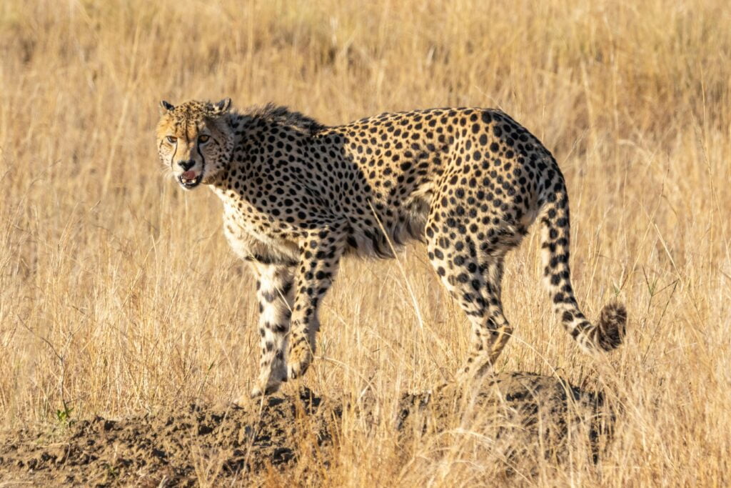 Fascinating Facts About Cheetahs in Tanzania 13 Cheetah On Rock