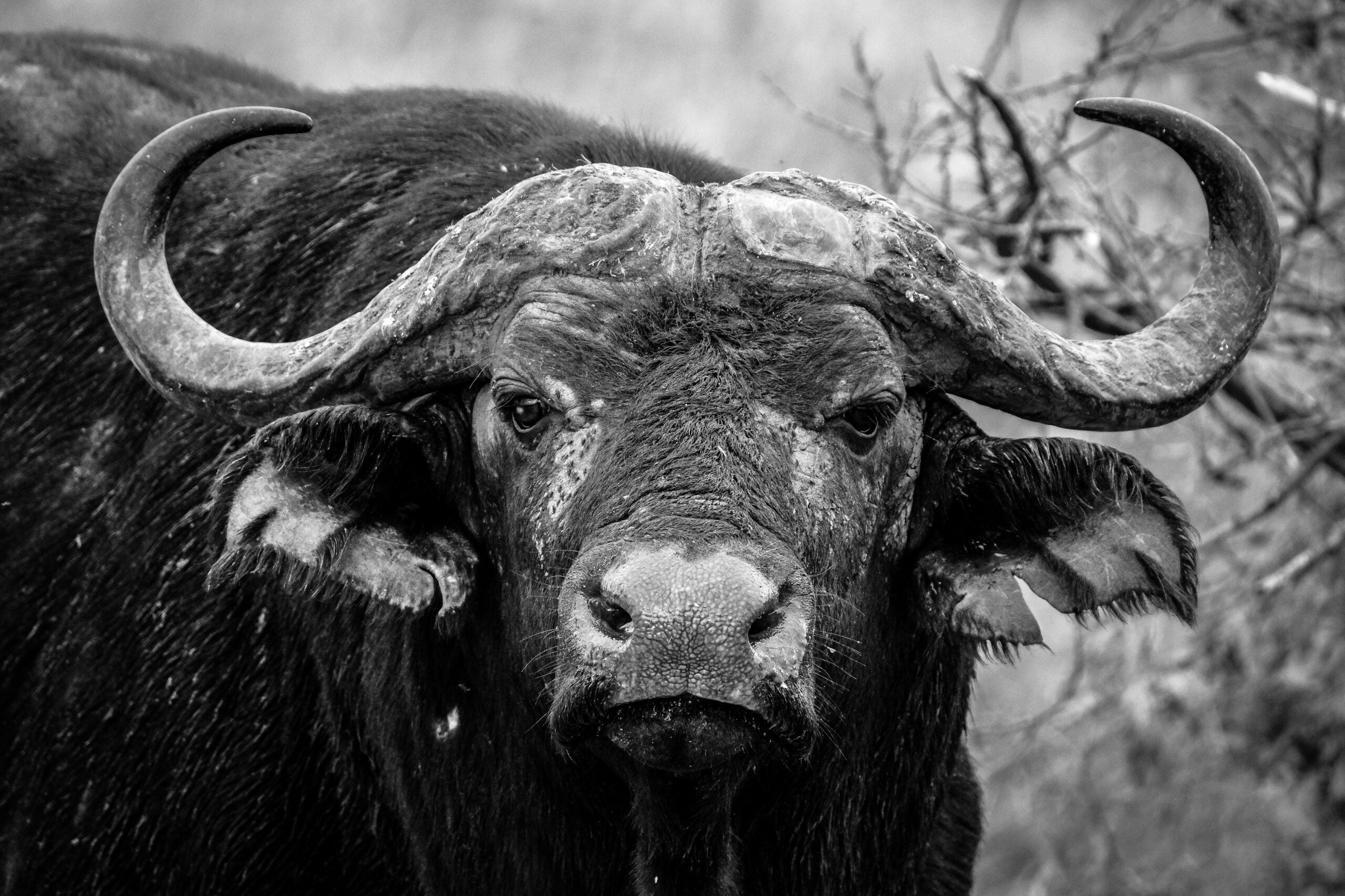 Close-up Of Water Buffalo