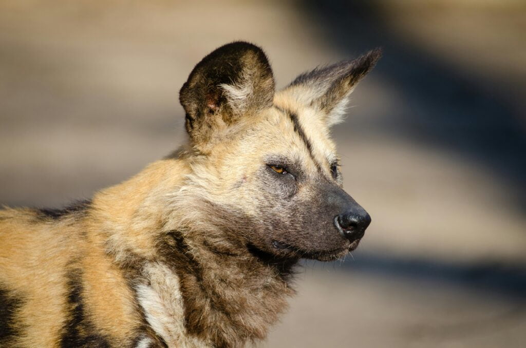 Spotting the Elusive African Wild Dog: Tanzania’s Endangered Pack Hunter 31 Black Brown and White Long Coat Dog Gazing