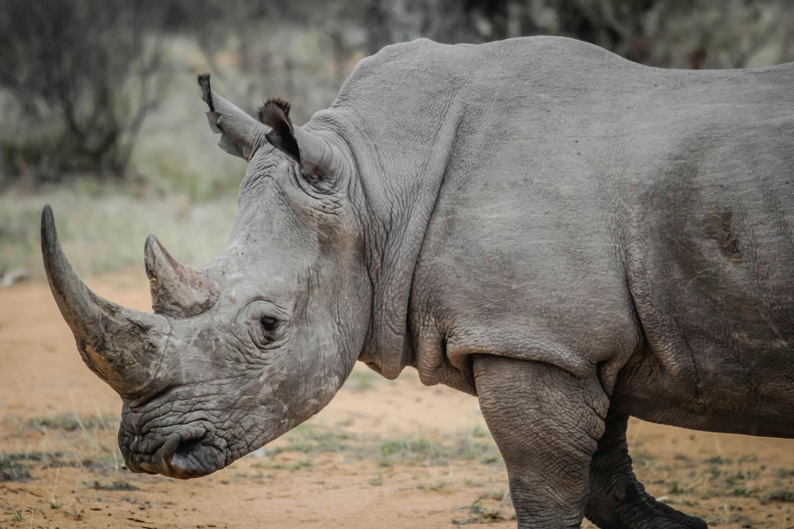 Gray Rhinoceros in Close-up Photography
