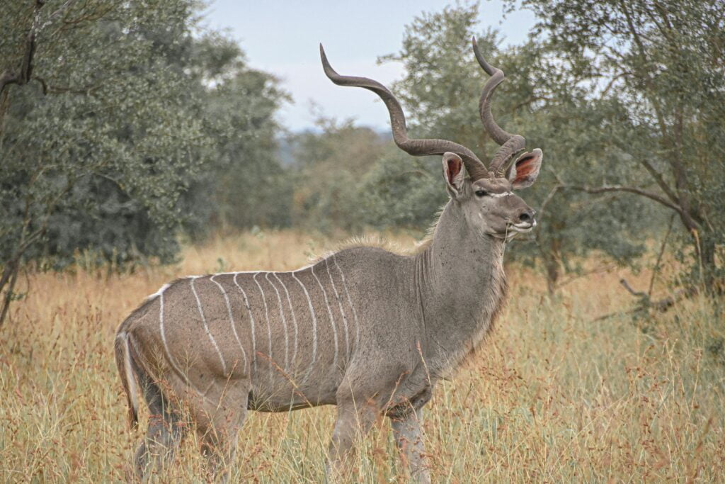 Encounter the Graceful Greater Kudu: Tanzania’s Elegant Antelope 19 Photo of a Kudu Standing on a Field