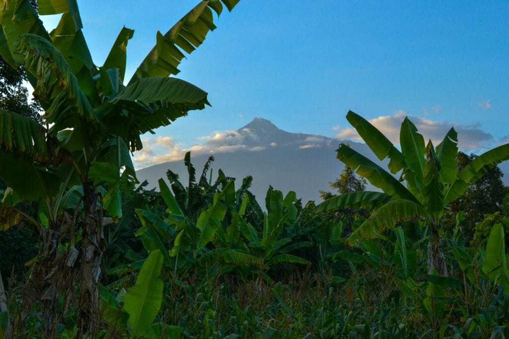 Tanzania’s Green Initiatives: How Tourism is Driving Environmental Change 5 Banana Trees Under Clear Sky