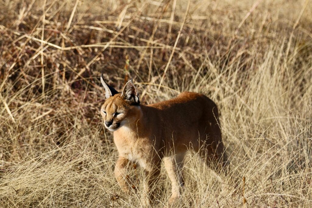 Spot the Sleek Caracal: Tanzania’s Elusive Feline Gem 9 Brown Caracal Standing on Grass Field
