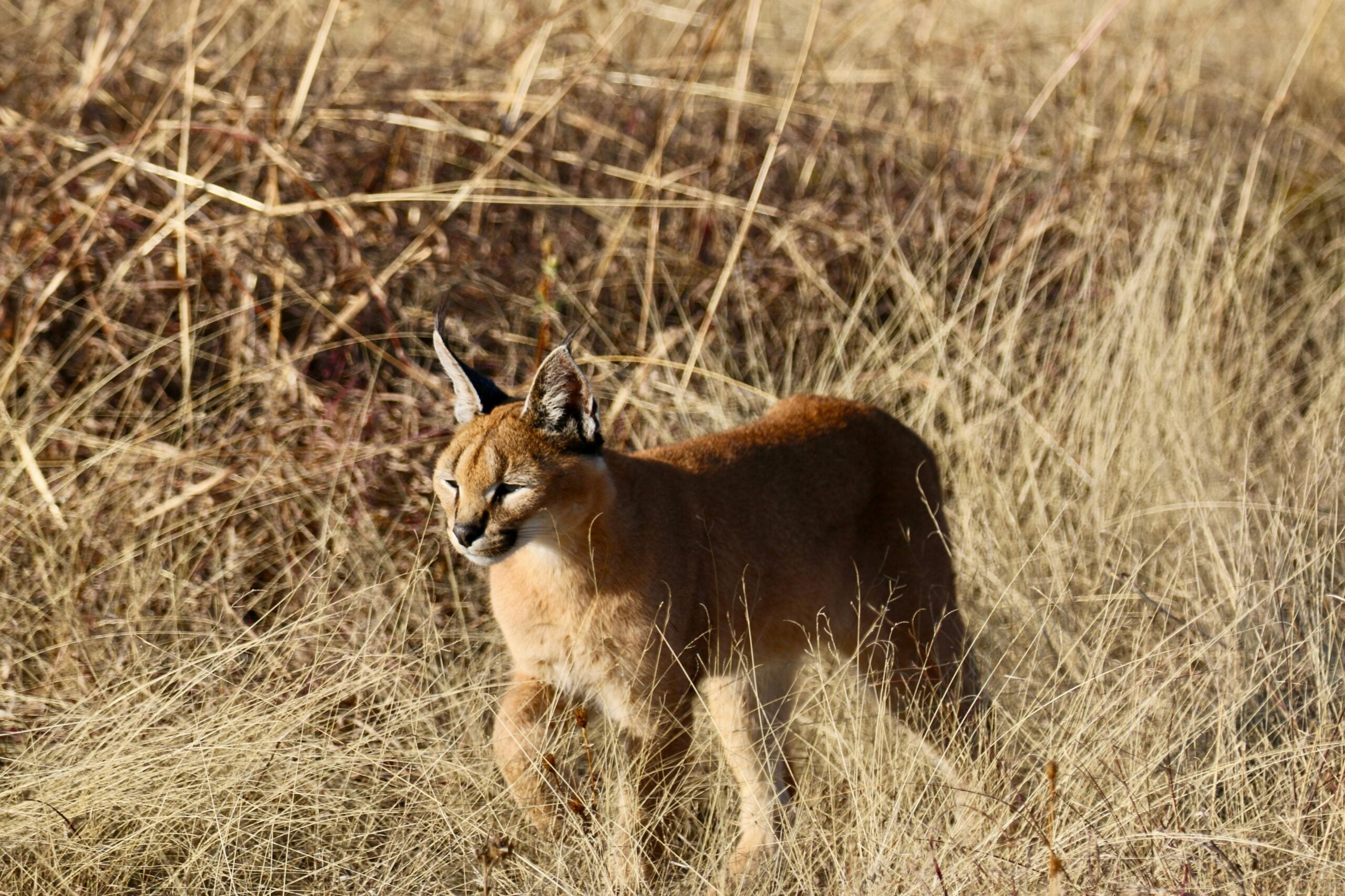 Brown Caracal Standing on Grass Field
