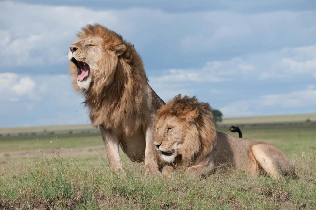 Majestic Monarchs: Discover the Lions of Tanzania 30 Shallow Focus Photo of Two Brown Lions