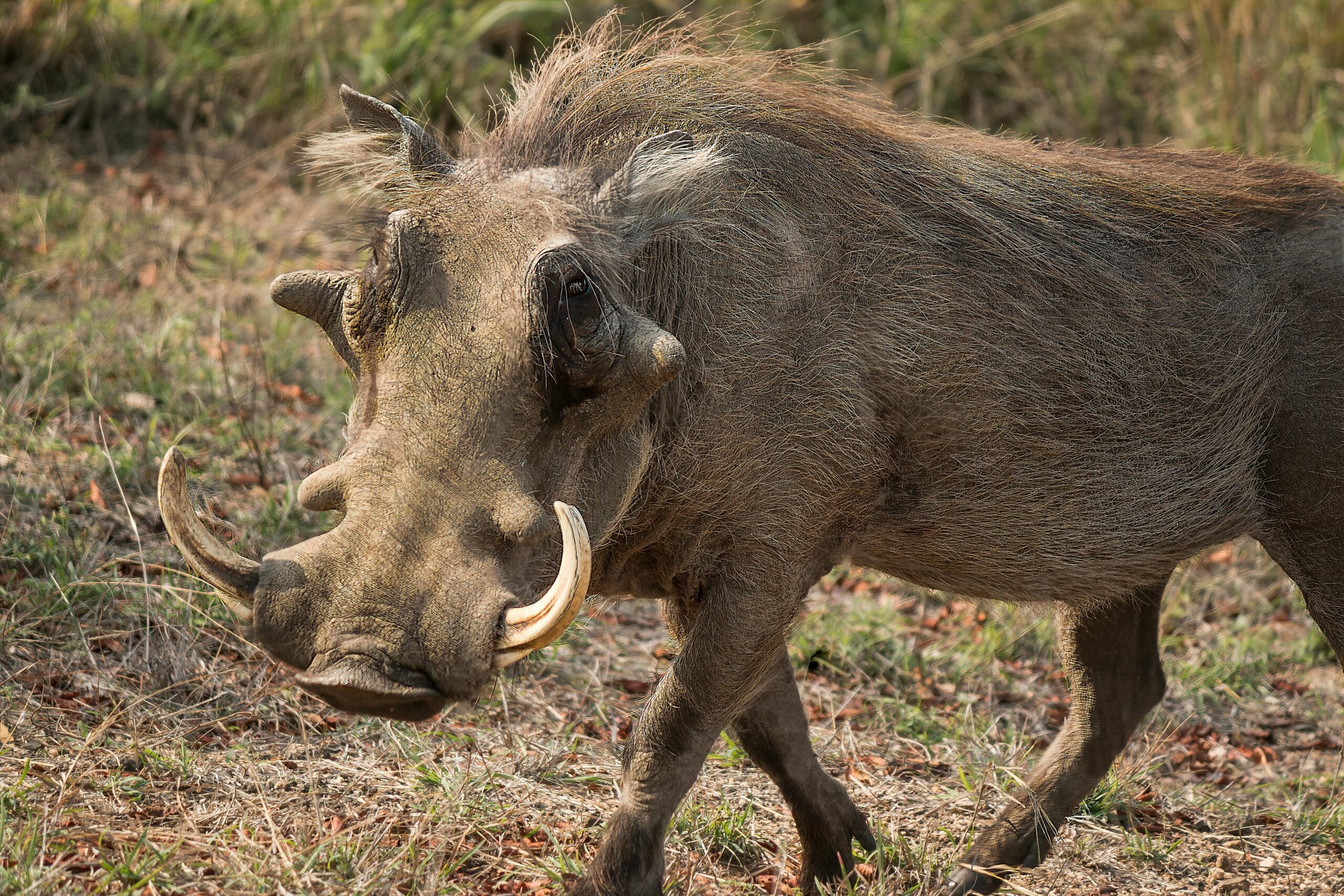 A Warthog in the Wild