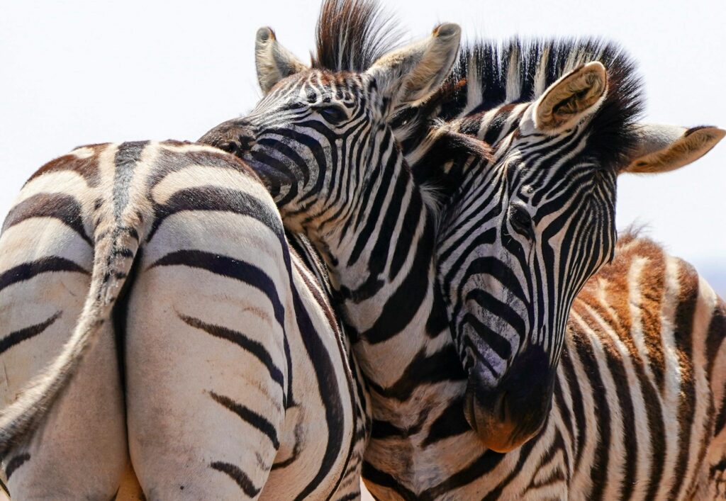 Photo of Zebras