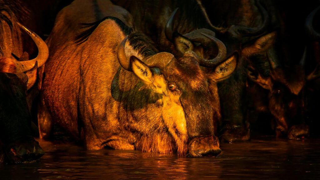 Wildebeest Wonders: Tanzania’s Iconic Grazer 7 Buffalo Crossing River at Sunset