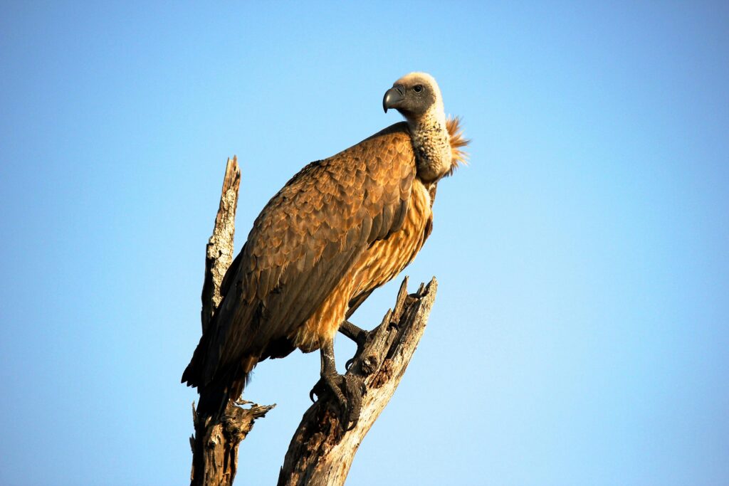 Spotting the Majestic Lappet-Faced Vulture: Tanzania’s Sky Sentinel 1 Close-Up Photography of Brown Vulture