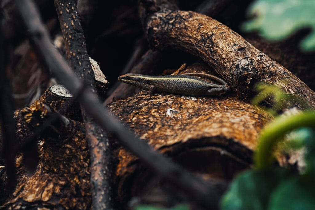 Selective Focus Photo of Black Lizard