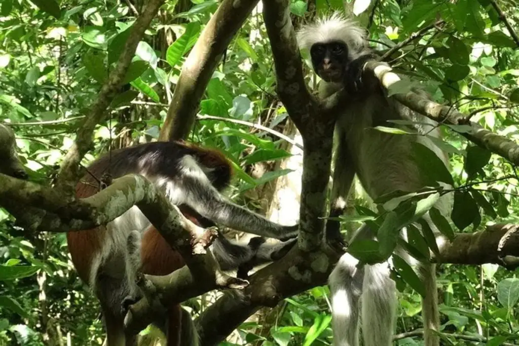 private ngezi forest tour from chake chake.5f608370ef6e9 full