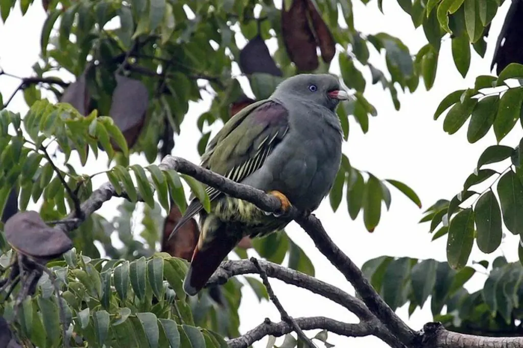 private ngezi forest tour from chake chake.5f60838ce8919 full