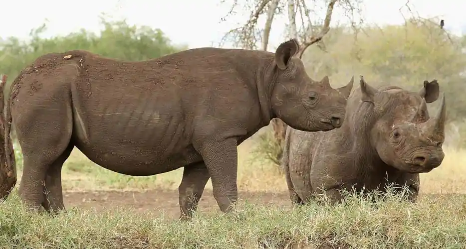 Protecting the Majestic Rhino: Conservation Efforts in Tanzania 1 rhinos in tanzania banner web