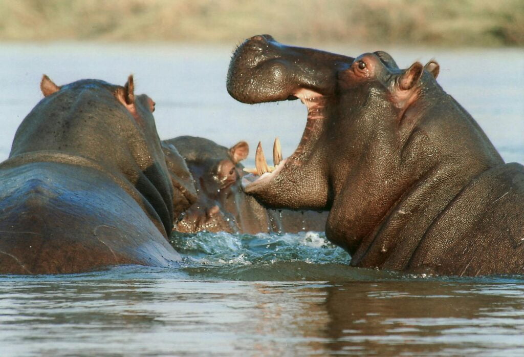 Fascinating Facts About Hippopotamus 16 Black Hipopotamus