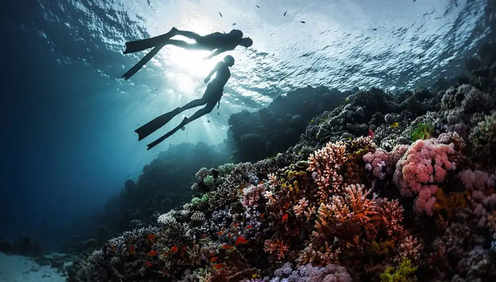 Diving in Zanzibar: The Best Reefs, Wrecks, and Marine Life to Explore 3 scuba diving3