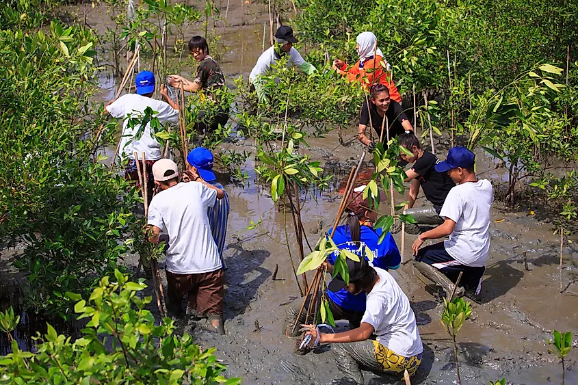 Exploring Tanzania’s Mangroves: A Hidden Coastal Treasure 2 shutterstock 217946986