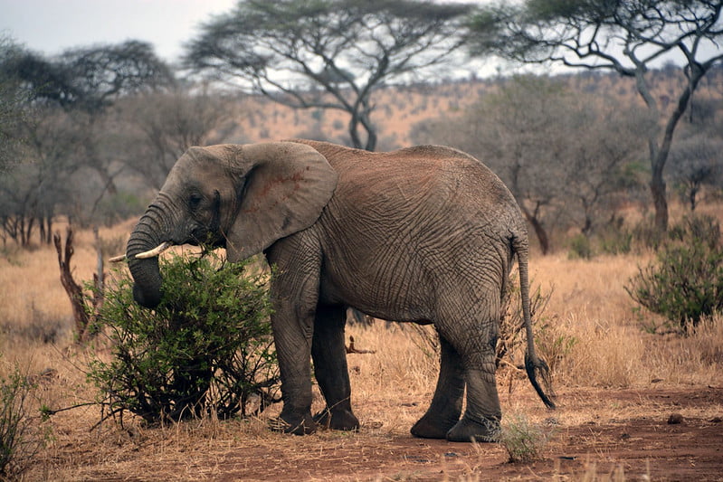tanzania luxury safari