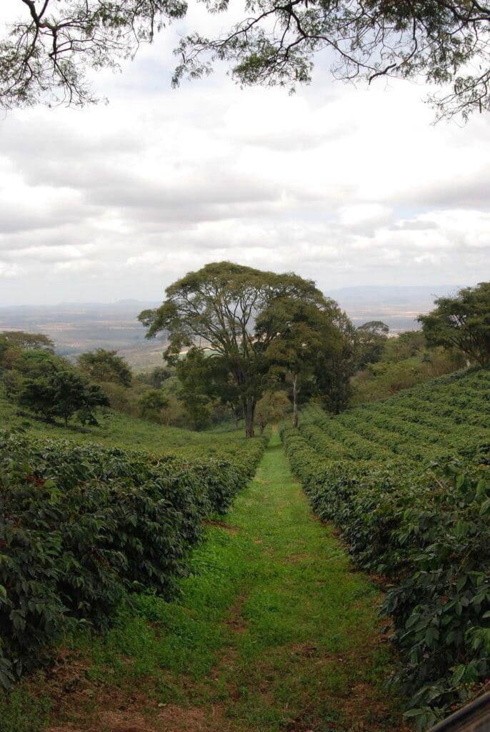 Tanzania’s Coffee and Tea Heritage: From Plantation to Cup 3 weboldeani5