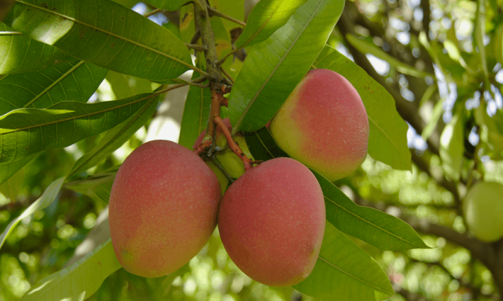 A Guide to Zanzibar’s Tropical Fruits: From Mangos to Jackfruit 4 Mango