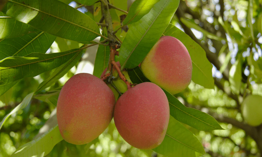 A Guide to Zanzibar’s Tropical Fruits: From Mangos to Jackfruit 4 Mango