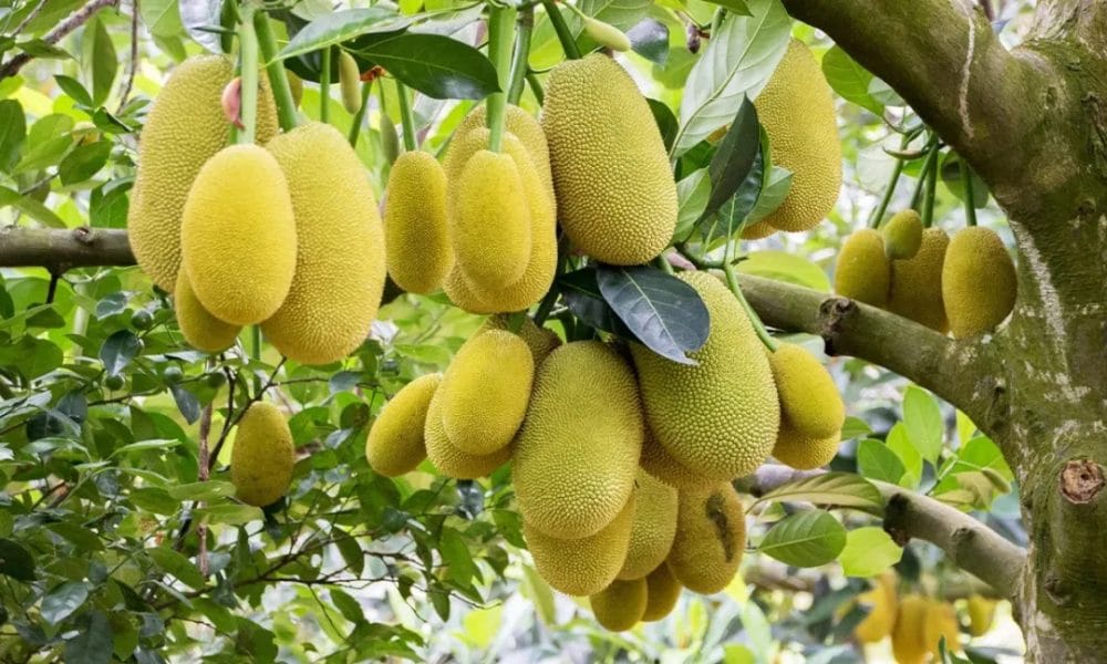 A Guide to Zanzibar’s Tropical Fruits: From Mangos to Jackfruit 2 dddgg