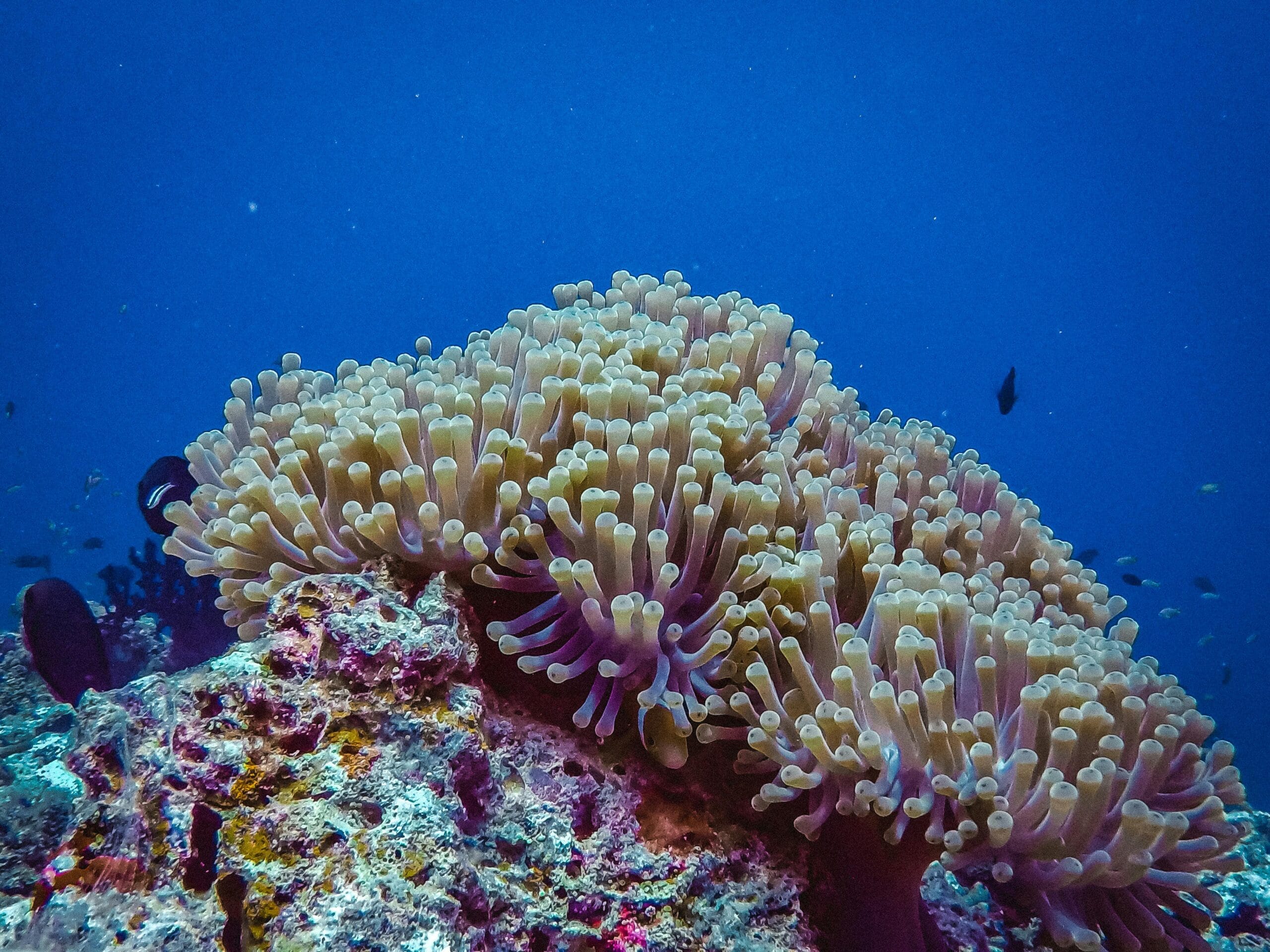 Sea Anemone Underwater