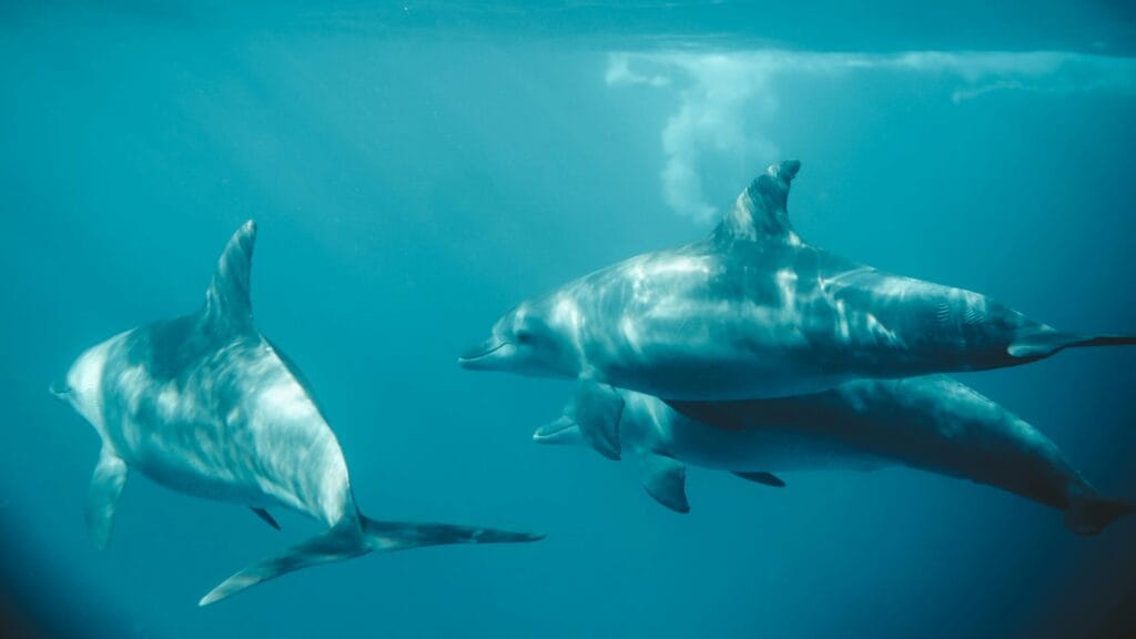 Zanzibar Dolphins Tours: Where to Find These Majestic Creatures 22 Photo of Three Dolphins Swimming Underwater