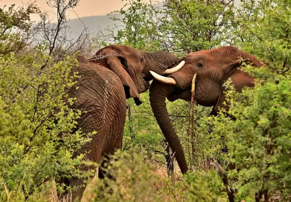 elephants, wilderness, safari