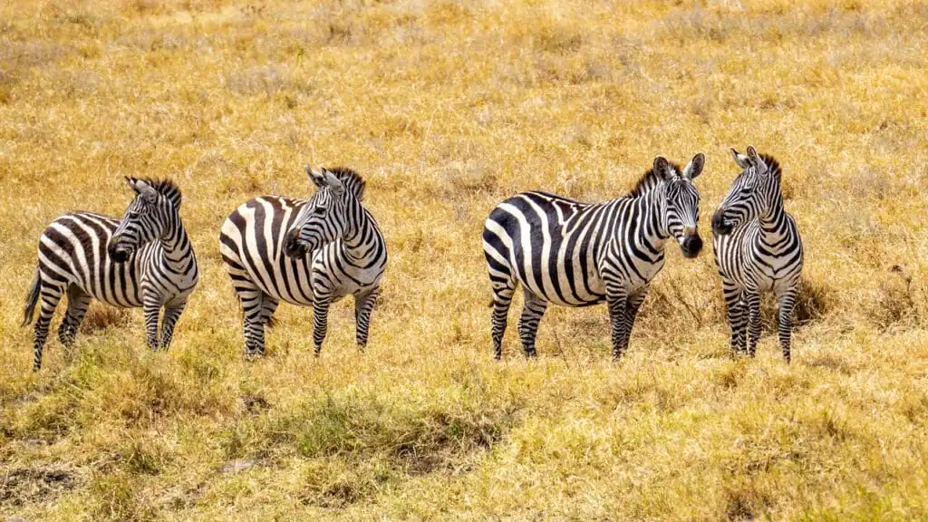 zebras, tanzania, animals