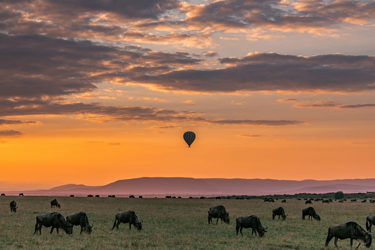 safari, hot air balloon, sunset