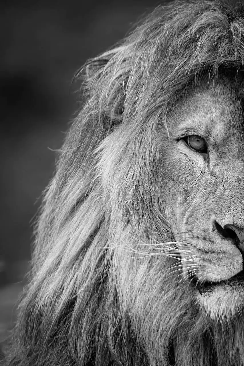 lion, animal, mane