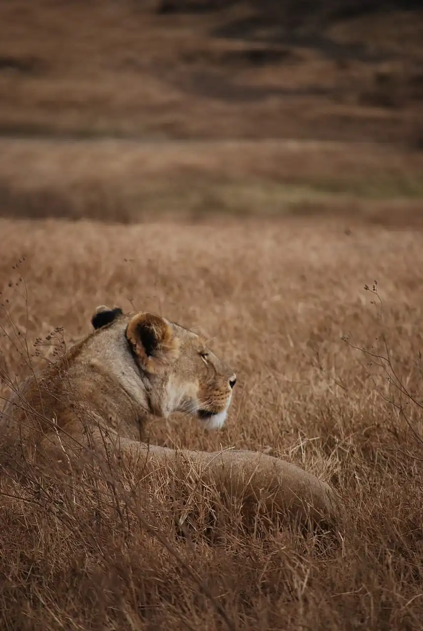 lion, safari, nature