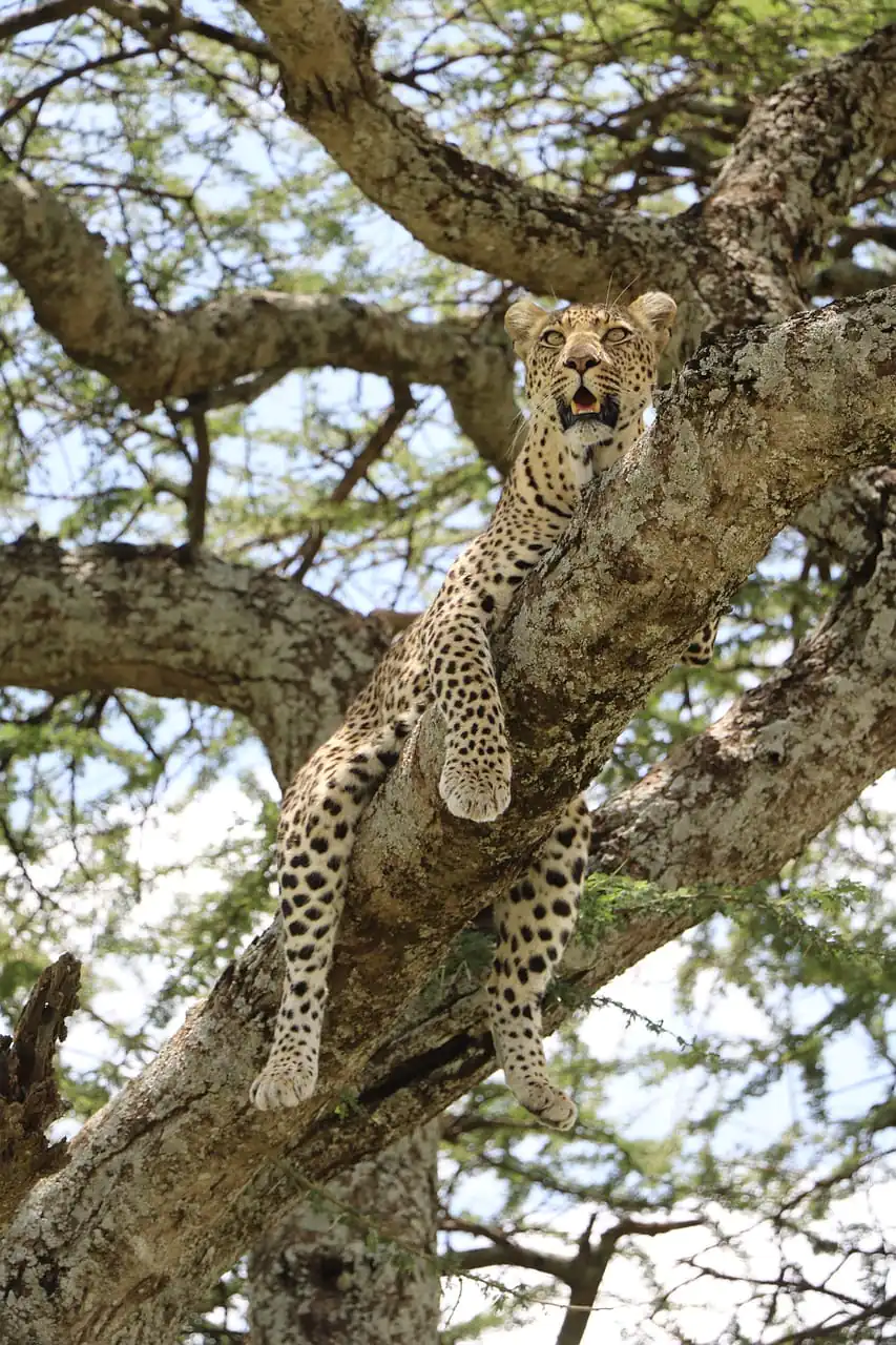 nature, cheetah, tanzania