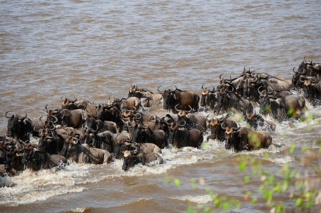 mara river, wildebeest, crossing