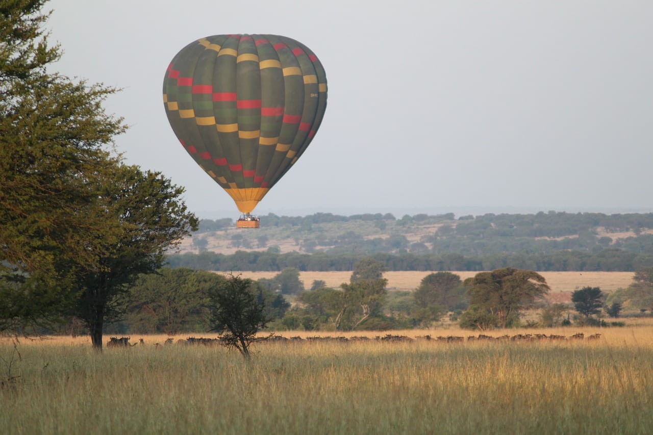 africa, nature, safari