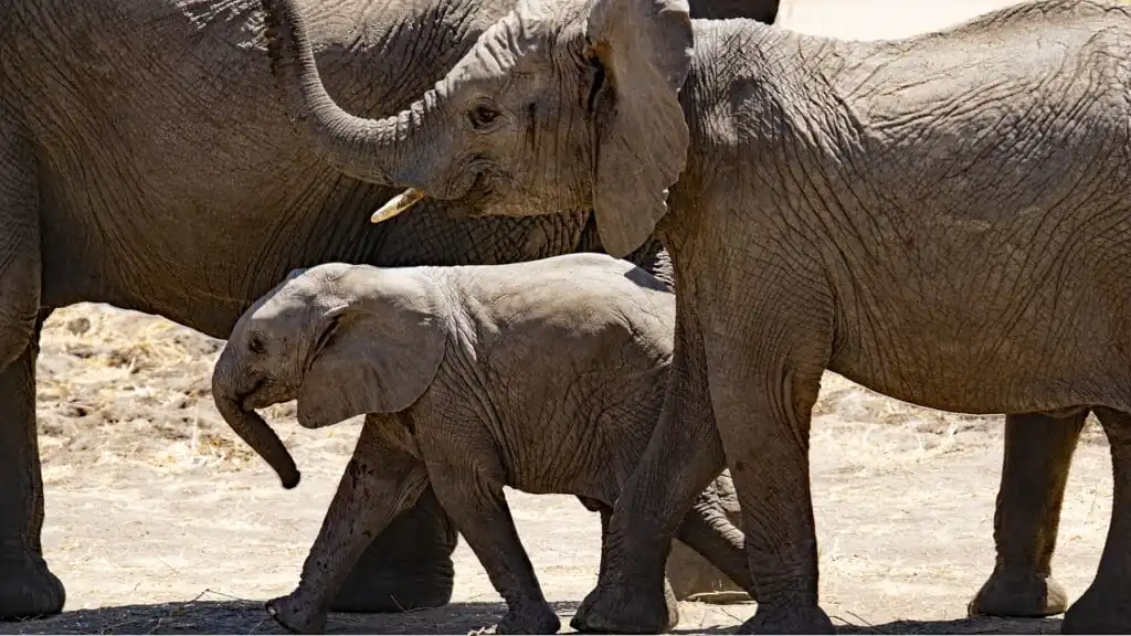 elephants, animals, mammals