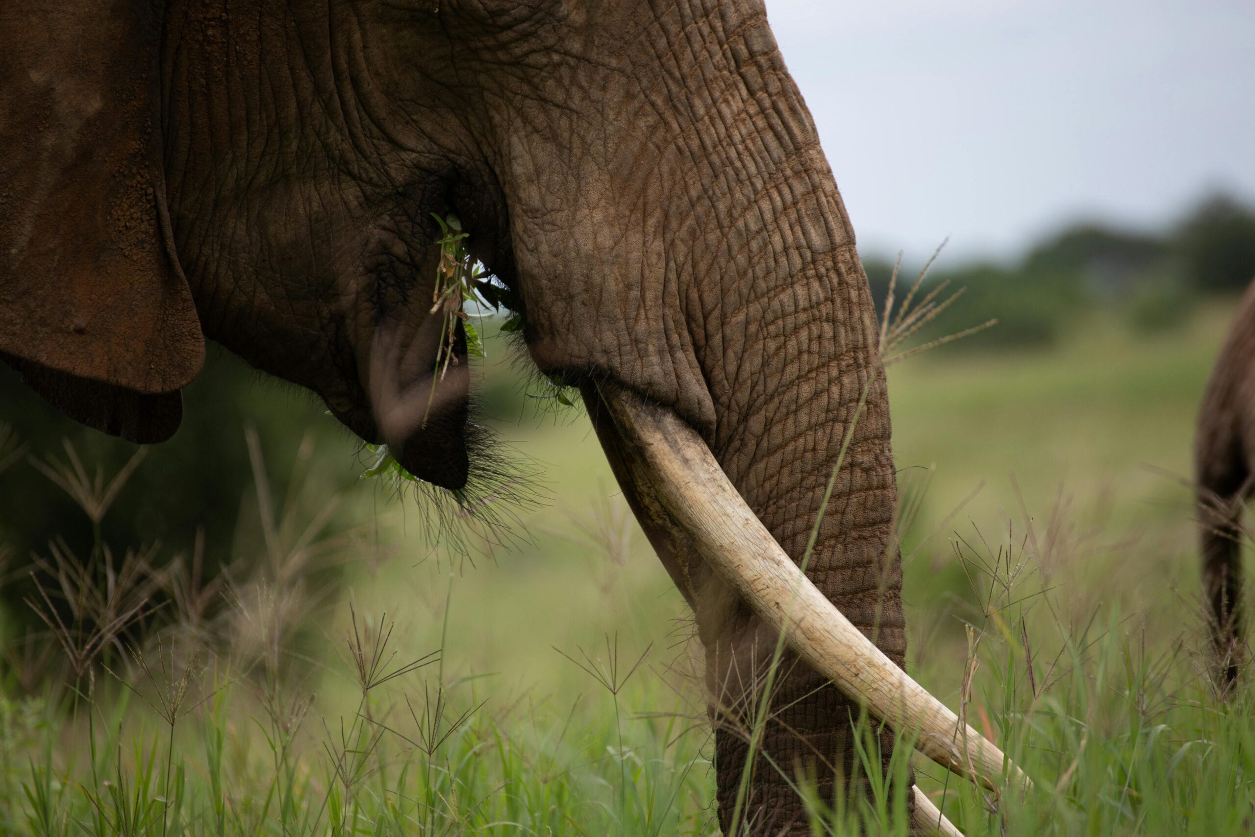 Detailed view of an African elephant grazing in a savannah landscape, showcasing its ivory and trunk.