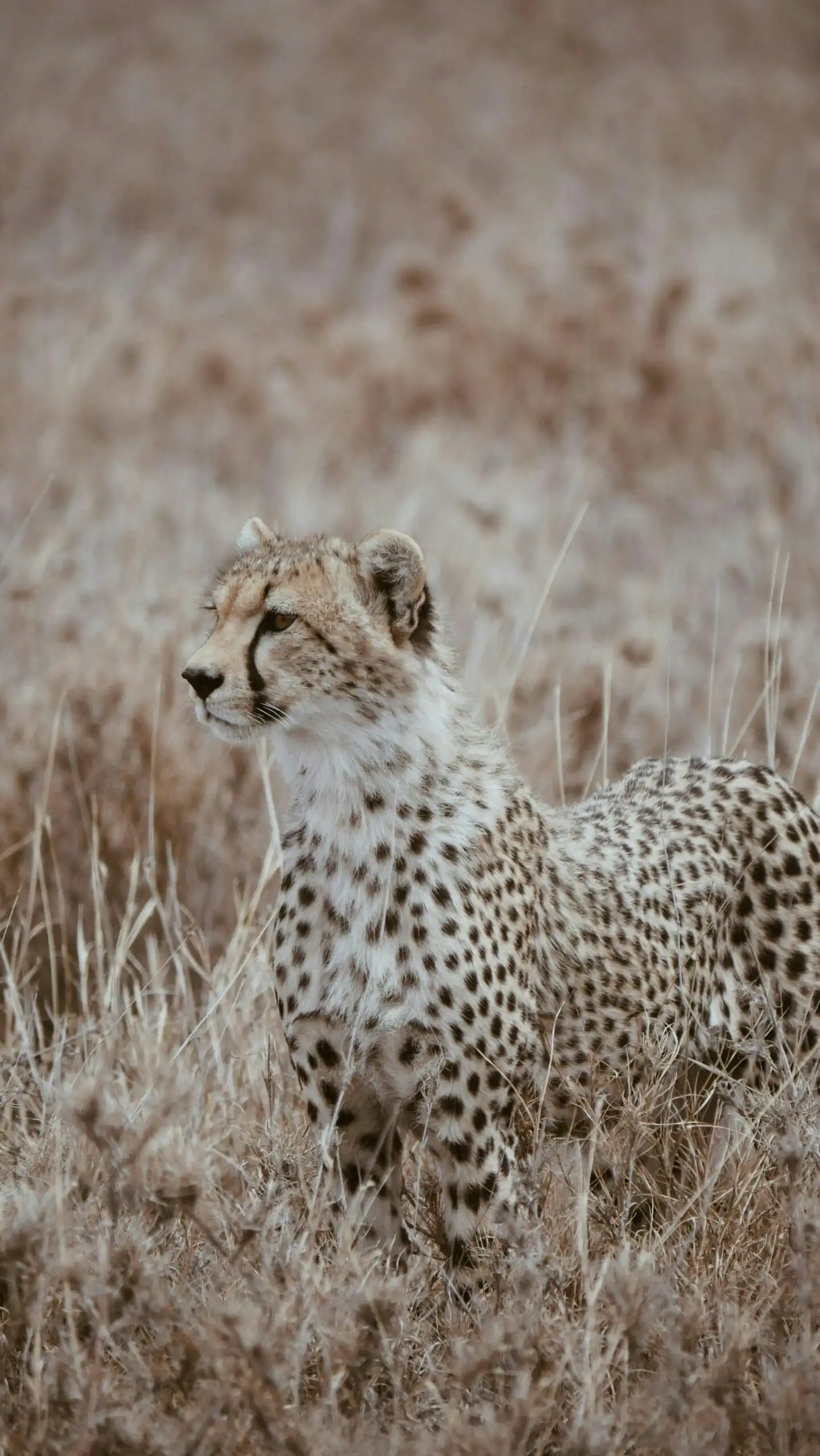 Cheetah standing alert in Tanzanian grasslands, showcasing its grace and speed.
