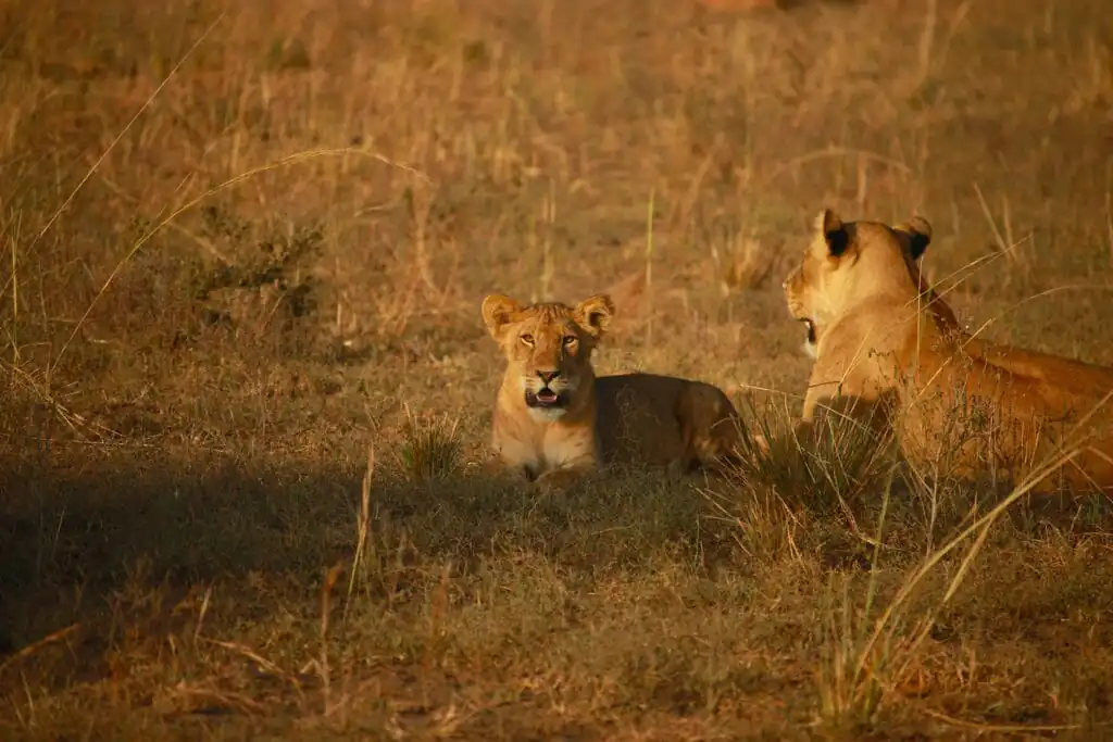 A lioness and her cub rest in the warm African savanna, showcasing wildlife beauty.