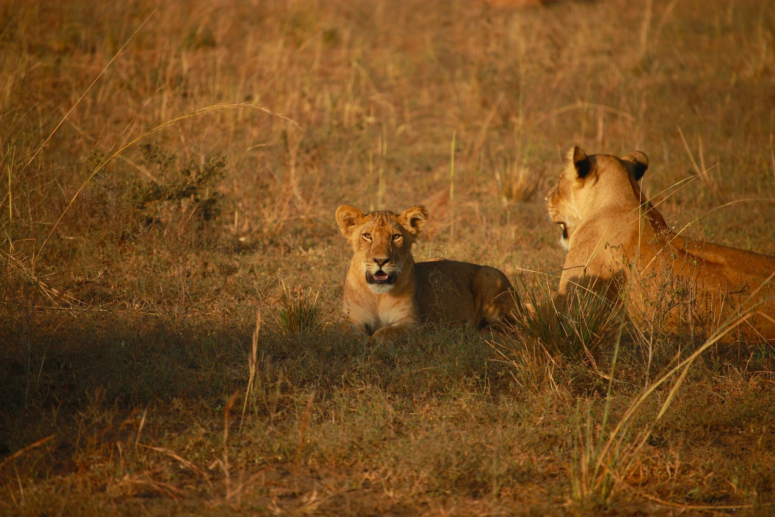 A lioness and her cub rest in the warm African savanna, showcasing wildlife beauty.