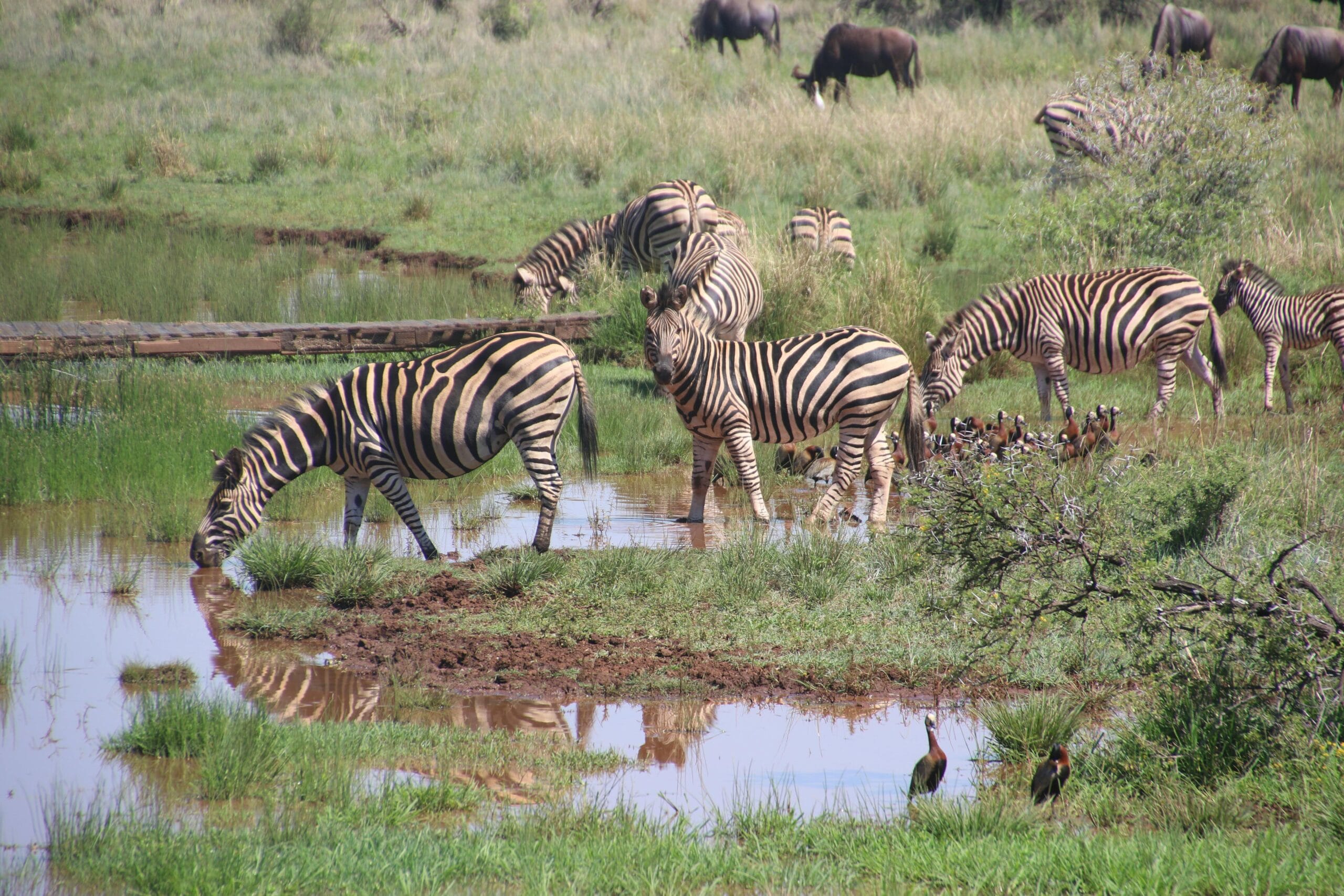 Herd of zebras and antelope drinking by a waterhole in the African savanna, Serengeti National Park.