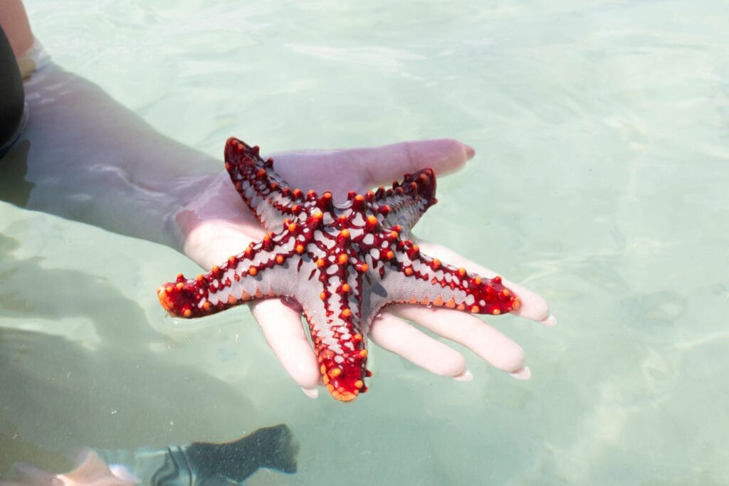 Zanzibar Snorkeling and Safari Packages | Dive into Tanzania’s Best 2 Close-up of a colorful starfish held in a person's hand in the clear waters of Zanzibar.