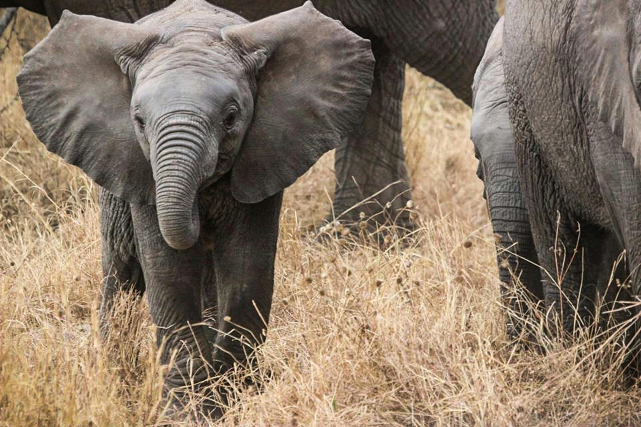 Close-up of a juvenile African elephant walking through dry grass in the Serengeti.