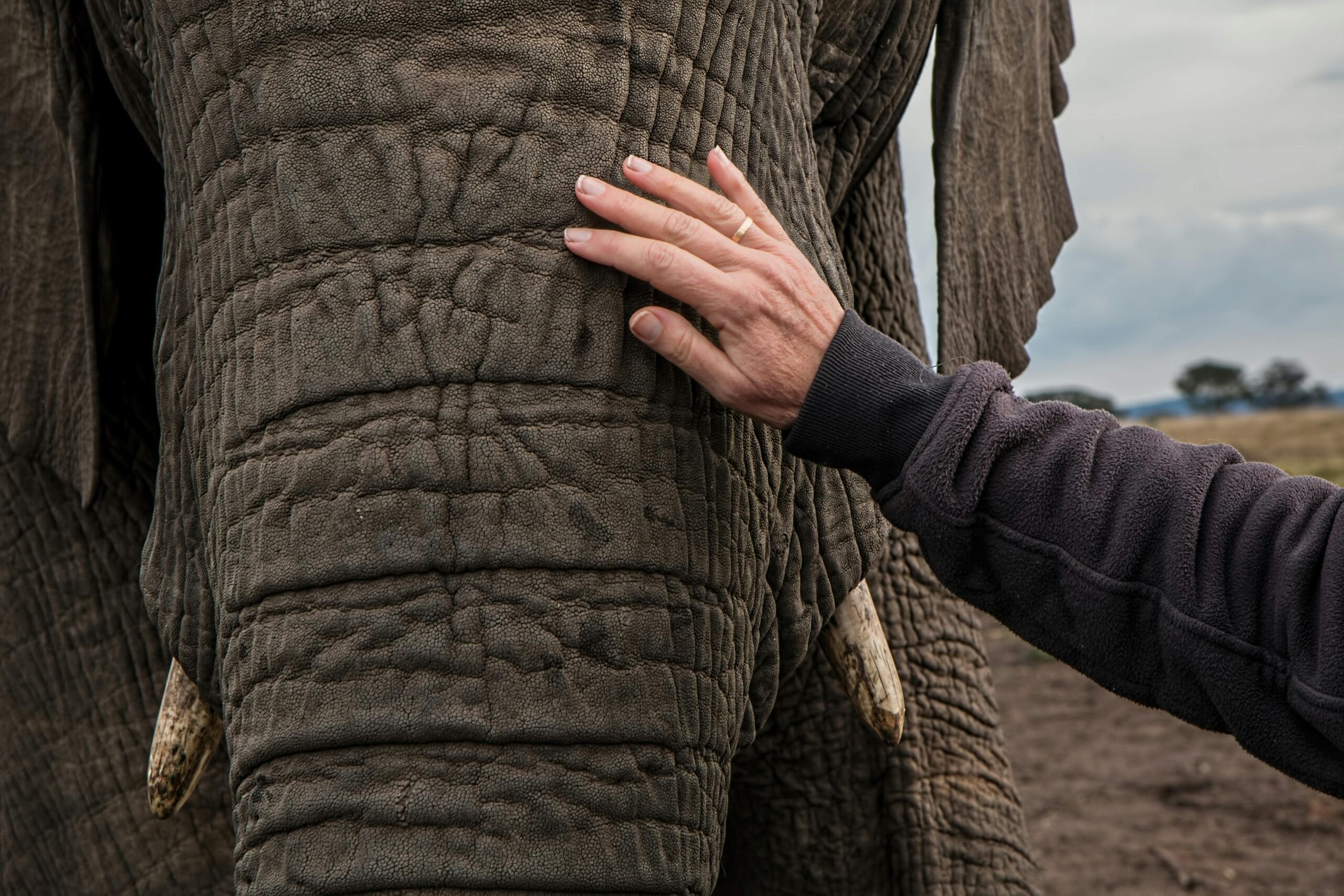 A human hand gently touches the textured skin of an African elephant, emphasizing connection.