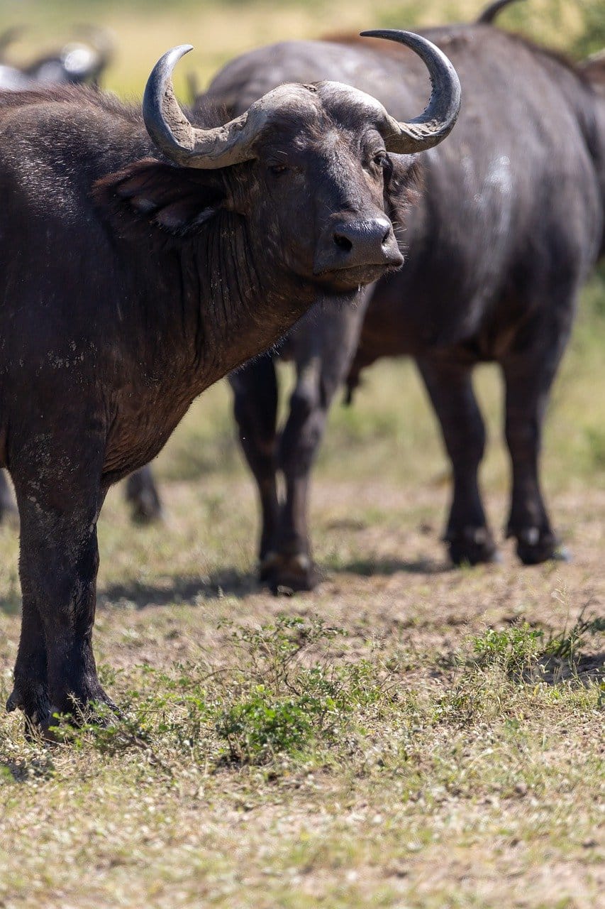 Best time to see the Big Five in Tanzania 2 buffalo, animal, safari