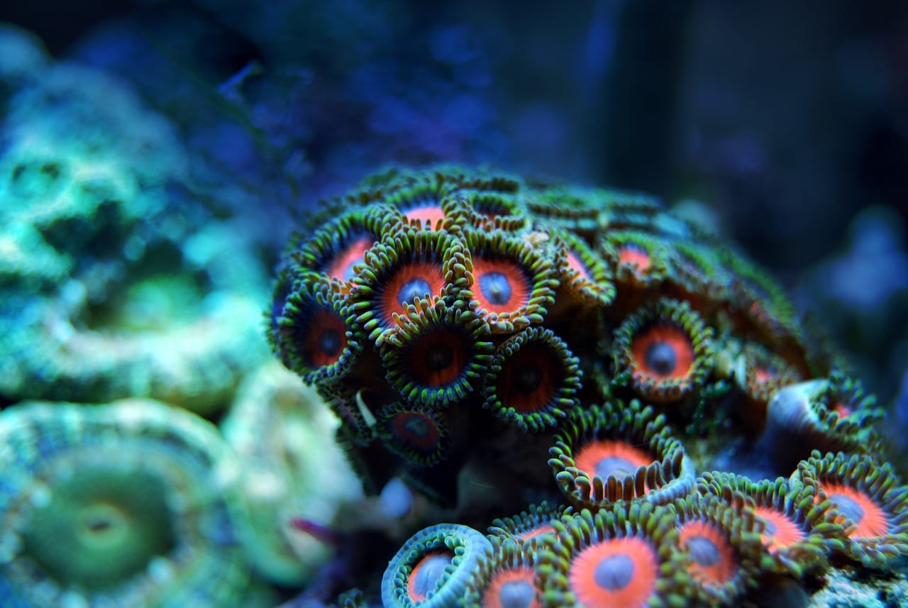 coral, nature, reef