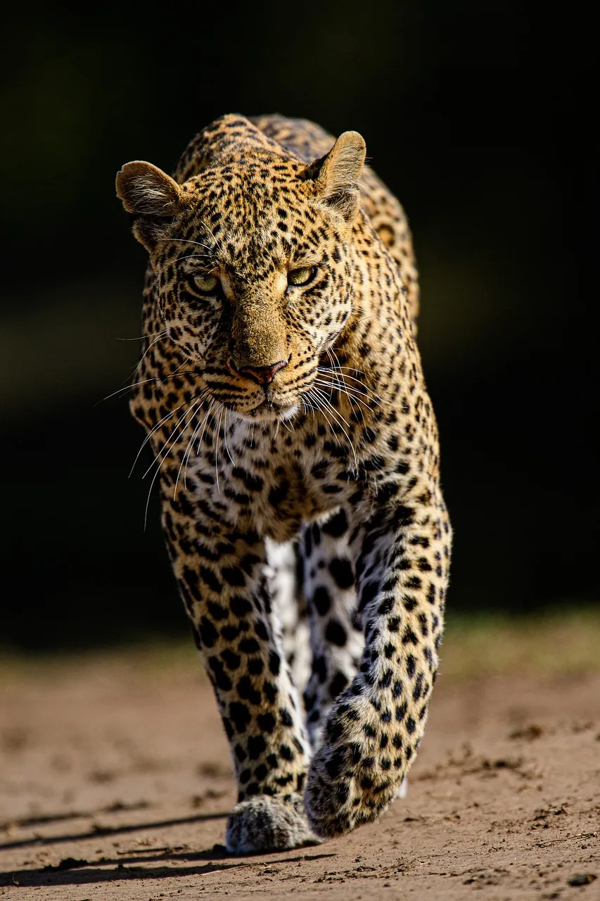 leopard, cat, feline